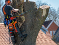Piletræet1
