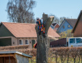 Piletræet2